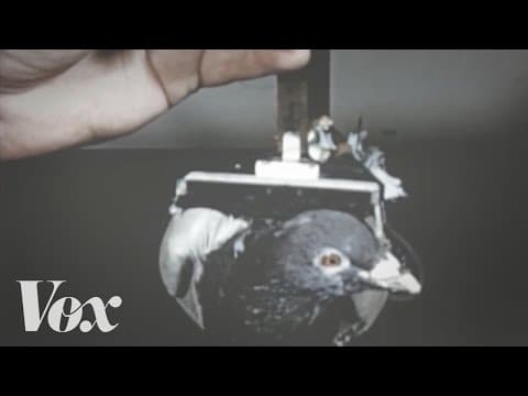 Holubi jsou nechutní, ale podceňovaní