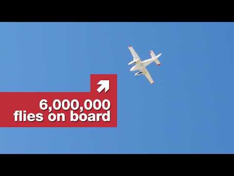 Proč vláda nad Kalifornií shazuje miliony mušek