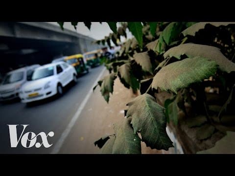 Proč by města měla sázet více stromů