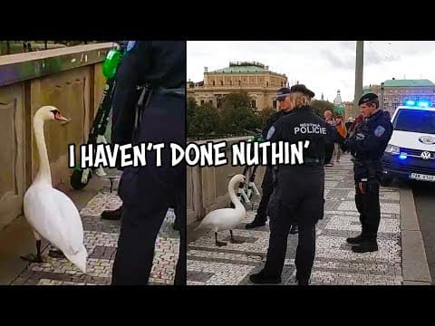 Zatčení labutě v Praze