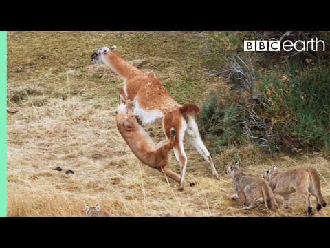 Puma versus lama guanako