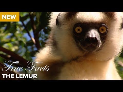 Lemur