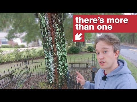 Druhý strom, který vlastní sám sebe