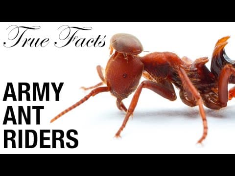 Pasažéři bojových mravenců