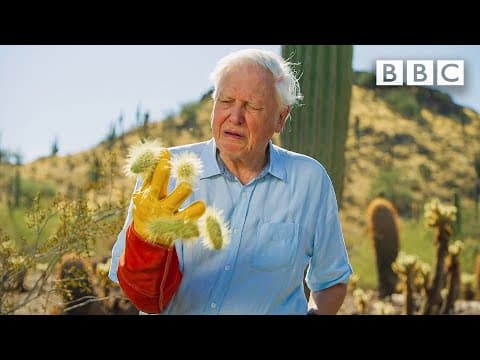 David Attenborough a nejnebezpečnější rostlina na poušti