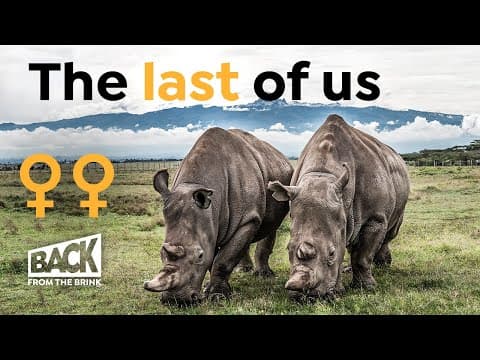 Jak zachránit živočišný druh pomocí posledních dvou samic