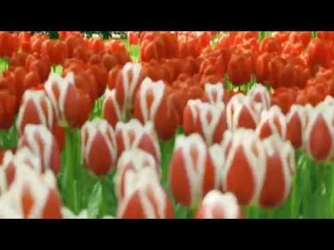 Kouzelná zahrada Keukenhof