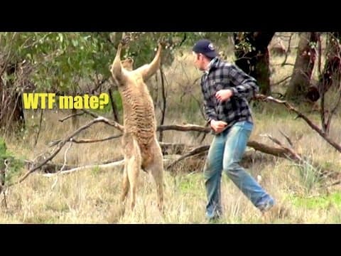 Týpek praštil klokana