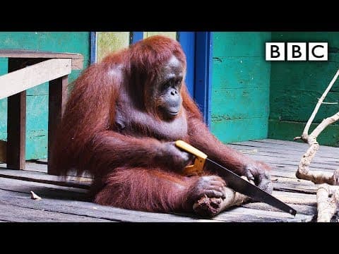 Orangutan řeže větev