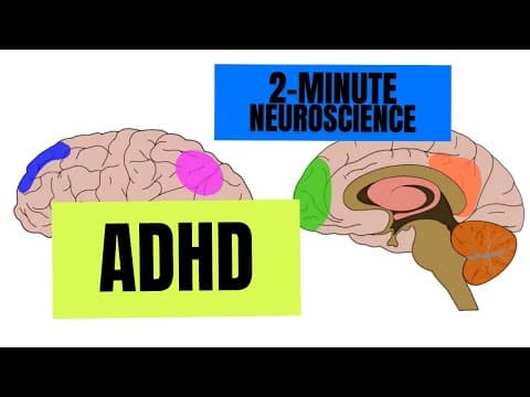 Neurověda na 2 minuty: ADHD