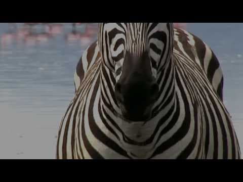 Americapox #2: Koně versus zebry - CGP Grey