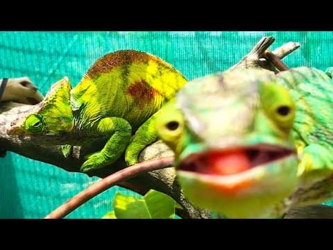 Chameleoni