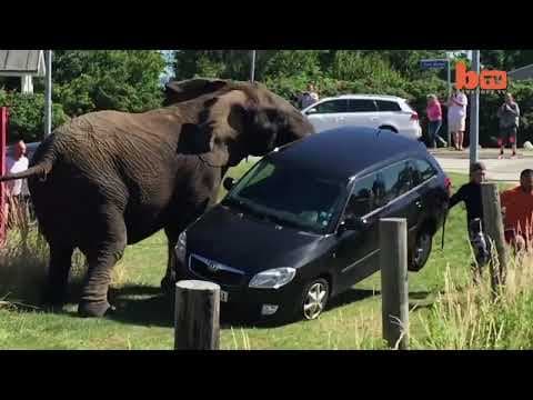 Když se zvířata brání #4