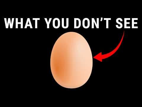 Detailní vývoj kuřecího embrya