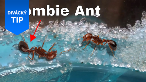 Jak přesvědčit mravence, že je mrtvý