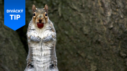 Jak veverky neurvale kradou žaludy