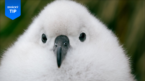 Antarktické bouře sfoukávají ochmýřená ptáčata z hnízd
